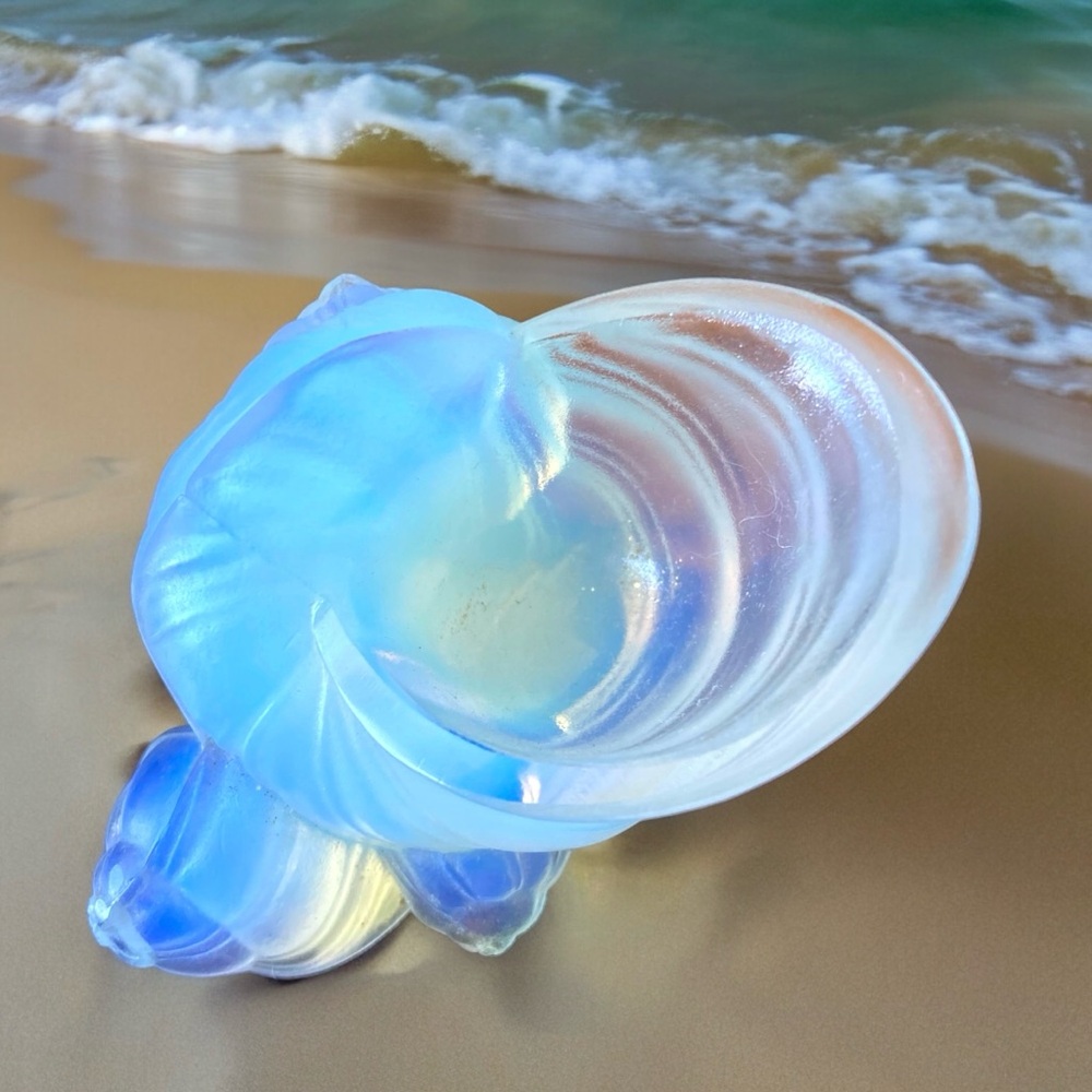 Sabino Shell - Picture 2 of 3